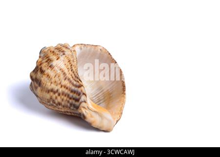 Muschel isoliert auf weißem Hintergrund. Einzelne getrocknete braune Schnecke Muschel. Kopierbereich, Nahaufnahme Stockfoto