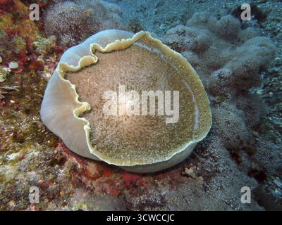 Bandscheibenanemon Amplexidiscus Fenestrafer Stockfoto