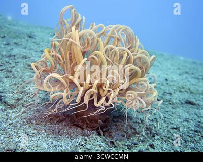 Zylinderrose, Cerianthus sp., Pintuyan, Panaon Island, Southern Leyte, Philippinen Stockfoto