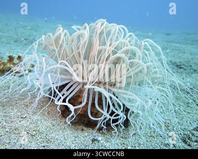 Zylinderrose, Cerianthus sp., Pintuyan, Panaon Island, Southern Leyte, Philippinen Stockfoto