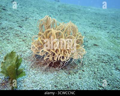 Zylinderrose, Cerianthus sp., Pintuyan, Panaon Island, Southern Leyte, Philippinen Stockfoto