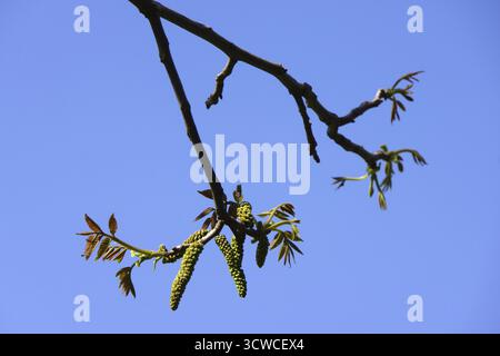 Männliche Blüten der Nussbaum (Juglans regia) Stockfoto