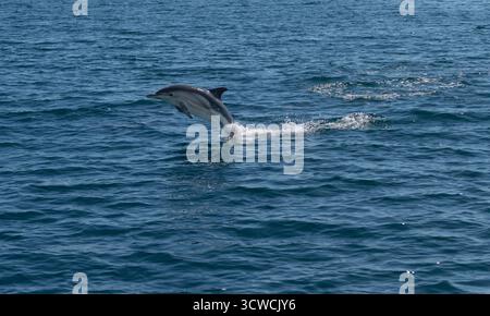 Gemeiner Delfin mit Kurzschnabel Stockfoto