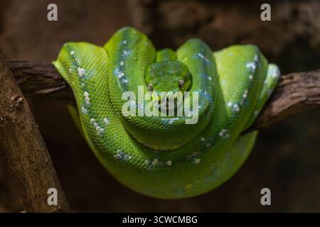 Ein Grüner Baumphyton Morelia viridis liegt auf einem Baum im Alfred-Brehm-Haus im Tierpark Berlin-Friedrichsfelde. *** Ein grüner Baum phyton Morelia viridis liegt auf einem Baum im Alfred-Brehm-Haus im Berliner Zoo Friedrichsfelde Stockfoto