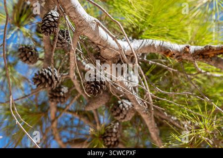 Nahaufnahme von Tannenzapfen oder Samenkapseln auf einem immergrünen Douglasien-Baum. Stockfoto