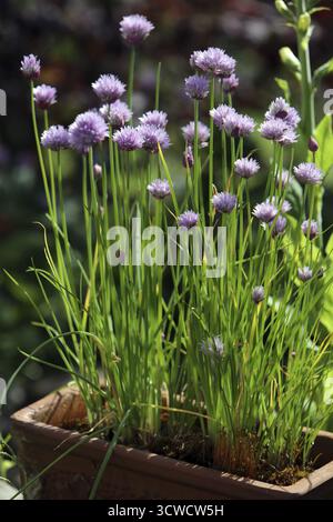 Blühender Schnittlauch in einem Tontopf Stockfoto