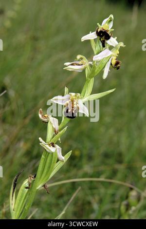 Bienenorchidee (Ophrys apifera) auf kalkhaltigem Grasland Stockfoto
