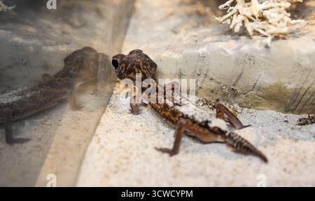 Nahaufnahme einer kleinen Eidechse, Seitenansicht eines Geckos, getarnt in Sandsubstrat. Stockfoto