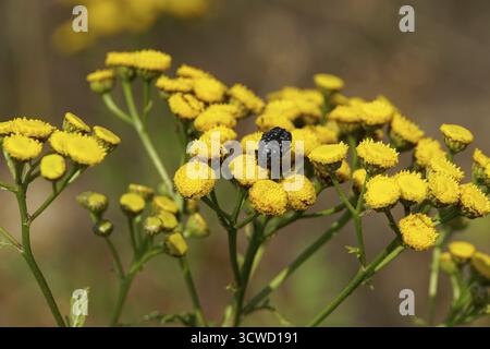 tansy (Tanacetum vulgare, syn. Chrysanthemum vulgare, Chrysanthemum tanacetum) Stockfoto