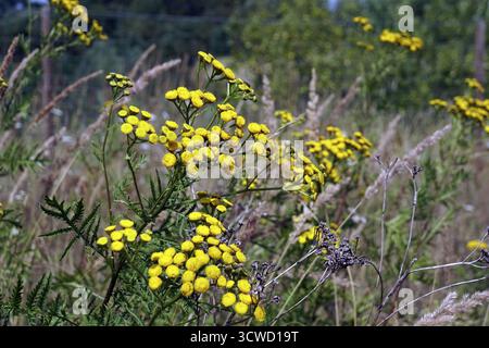 tansy (Tanacetum vulgare, syn. Chrysanthemum vulgare, Chrysanthemum tanacetum) Stockfoto
