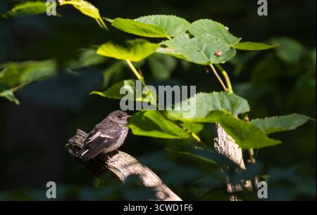 Junger Europäischer Rattenfänger (Ficedula hypoleuca) in der Sonne gegen unscharfe lyme-Blätter, Bialowieza Forest, Polen, Europa Stockfoto