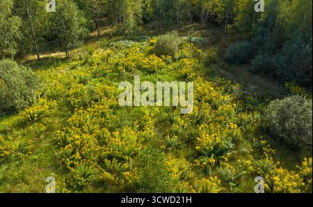 Großer Teil der kanadischen Goldrute (Solidago canadensis), der auf einer kleinen Freiung zwischen Bäumen wächst, Woiwodschaft Podlakien, Polen, Europa Stockfoto