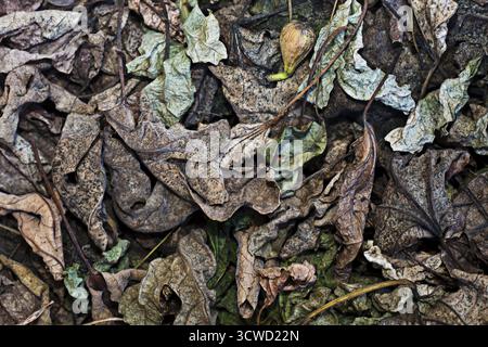 Nahaufnahme von trockenen, zerknitterten Herbstblättern in verschiedenen Brauntönen, Niederösterreich Österreich Stockfoto