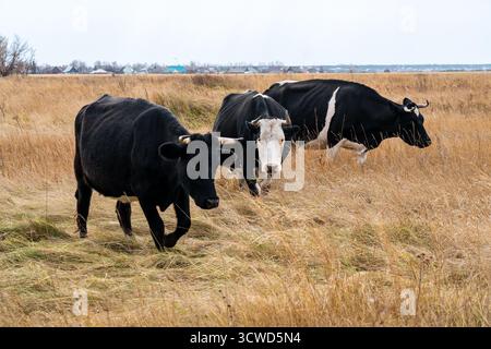 Eine Herde schwarzer angus-Kühe, die an einem sonnigen Tag in Heuballen auf dem Boden stehen und weiden. Eine Herde farbenfroher Kühe auf einem Herbstfeld, die kauen Stockfoto