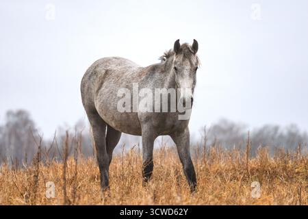 Ein weißes Pferd, das vor dem Hintergrund eines bunten Herbstfeldes steht. Ein Pferd auf dem Feld im Herbst. Ein weißes Pferd weidet auf einer Herbstwiese Stockfoto