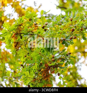 Eine Nahaufnahme eines Eichenbaums mit Eicheln und Blättern in verschiedenen Grün- und Gelbtönen vor verschwommenem Hintergrund. Stockfoto