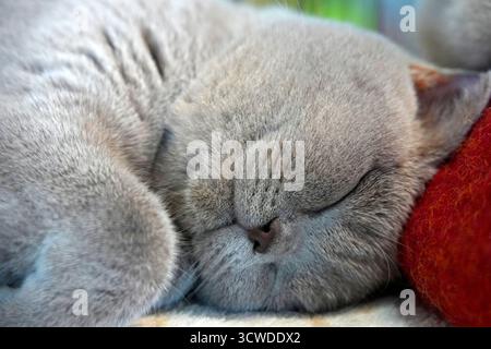 Schlafende britische niedliche Katze im Nahaufnahme-Porträt Stockfoto