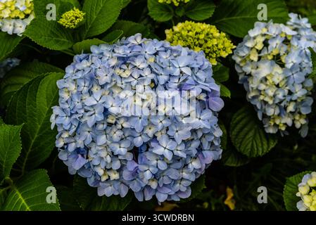Nahaufnahme leuchtender blauer Hortensien in Sao Miguel, Azoren, umgeben von üppig grünem Laub. Stockfoto