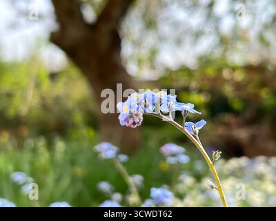 Ein Nahaufnahme-Foto von einem Vergissme-Not in Blüte, mit verschwommenem Gartenhintergrund, in Norfolk, Großbritannien Stockfoto