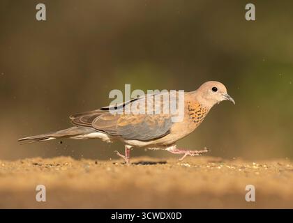 Die Lauchtaube (Spilopelia senegalensis) ist eine kleine Taube, die in Afrika, dem Nahen Osten, Südasien und Westaustralien ansässig ist Stockfoto
