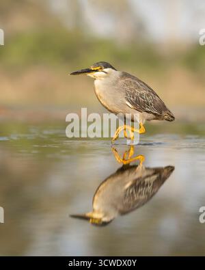 Der gestreifte Reiher (Butorides striata), auch bekannt als Mangrovenreiher oder kleiner grüner Reiher Stockfoto