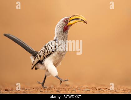 Der südliche Gelbschnabelschnabel (Tockus leucomelas) ist ein Nashornschnabel, der im südlichen Afrika vorkommt. Gelbschnabel fressen hauptsächlich am Boden. Stockfoto