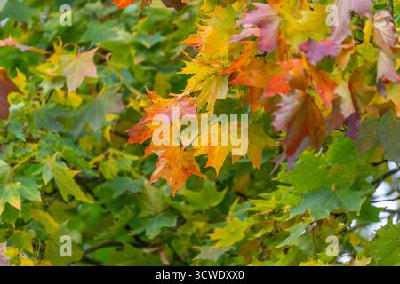 Bunte Ahornblätter. Ahornblätter leuchten in Gelb-, Orange- und Rottönen. Das Foto zeigt die warme Verwandlung des Herbstblatts. Stockfoto