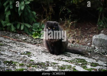 Schwarze Katze sitzt auf der Straße im Herbstgarten, unscharfer natürlicher Hintergrund. Herbstsaison. Die schöne Hexenkatze schaut genau in die Kamera. Symbol der Hexe Stockfoto