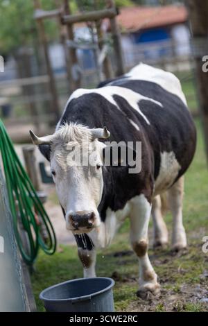 Kuh trinkt Wasser aus dem Eimer auf der Farm und sieht dich an Stockfoto