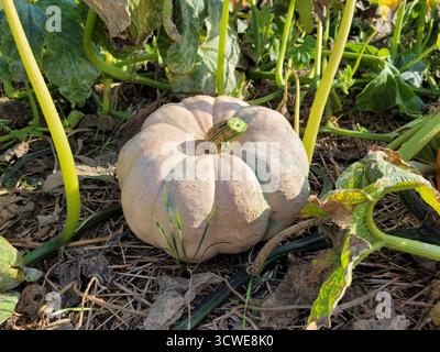 Kleiner Kürbis wächst im Kürbisfeld auf dem Bauernmarkt für Herbst und Halloween Stockfoto