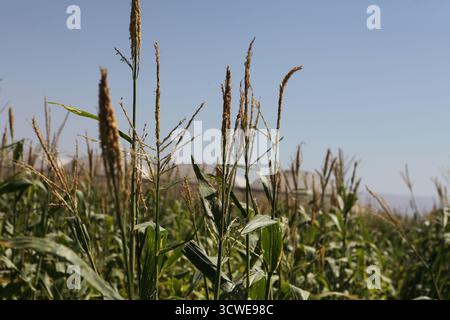 Knoten und Quasten, die auf den Pflanzen zu sehen sind, Zea Mays, indischer Mais oder Mais, essbare Getreidepflanze der Grasfamilie oder Poaceae, Corn Field, Jericho, West Bank. Stockfoto