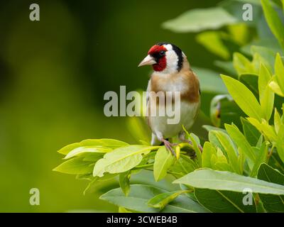 Ein europäischer Goldfink (Carduelis carduelis), der auf einem Baum thront. Stockfoto