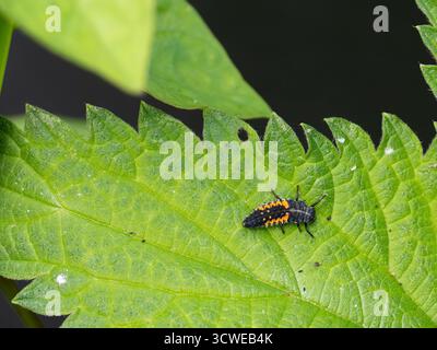 Die Larven von Harmonia axyridis, auch bekannt als Harlequin Marienkäfer, asiatischer oder mehrfarbiger asiatischer Damenkäfer. Stockfoto