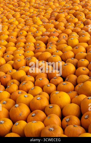 Oktober 2025. Sunnyfields Farm Shop in der Nähe von Totton, Southampton, Hampshire, England, Großbritannien. Die beliebte Kürbis-Zeit-Veranstaltung findet in Kürze statt. Das jährliche Herbstfest umfasst erstaunliche Kürbisse. Stockfoto