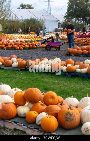 Oktober 2025. Sunnyfields Farm Shop in der Nähe von Totton, Southampton, Hampshire, England, Großbritannien. Die beliebte Kürbis-Zeit-Veranstaltung findet in Kürze statt. Das jährliche Herbstfest umfasst erstaunliche Kürbisse. Stockfoto