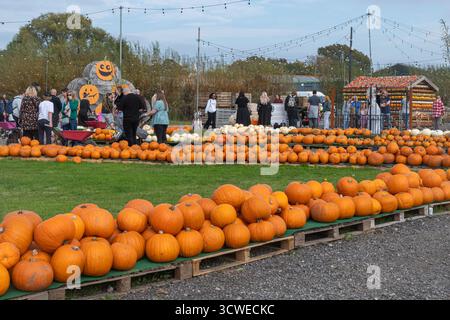 Oktober 2025. Sunnyfields Farm Shop in der Nähe von Totton, Southampton, Hampshire, England, Großbritannien. Die beliebte Kürbis-Zeit-Veranstaltung findet in Kürze statt. Das jährliche Herbstfest umfasst erstaunliche Kürbisse. Stockfoto