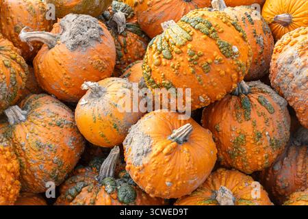 Oktober 2025. Sunnyfields Farm Shop in der Nähe von Totton, Southampton, Hampshire, England, Großbritannien. Die beliebte Kürbis-Zeit-Veranstaltung findet in Kürze statt. Das jährliche Herbstfest umfasst erstaunliche Kürbisse. Stockfoto