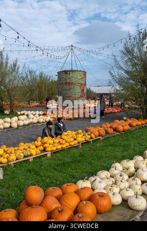 Oktober 2025. Sunnyfields Farm Shop in der Nähe von Totton, Southampton, Hampshire, England, Großbritannien. Die beliebte Kürbis-Zeit-Veranstaltung findet in Kürze statt. Das jährliche Herbstfest umfasst erstaunliche Kürbisse. Stockfoto