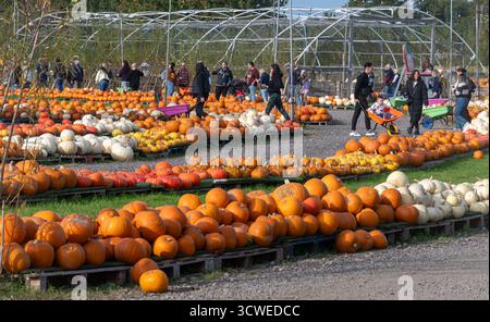 Oktober 2025. Sunnyfields Farm Shop in der Nähe von Totton, Southampton, Hampshire, England, Großbritannien. Die beliebte Kürbis-Zeit-Veranstaltung findet in Kürze statt. Das jährliche Herbstfest umfasst erstaunliche Kürbisse. Stockfoto