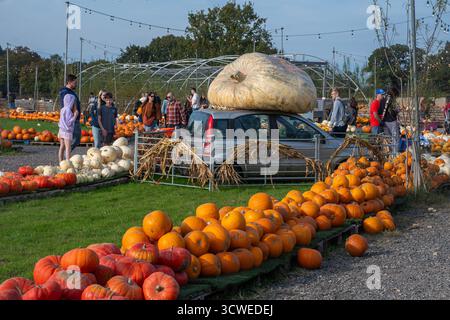 Oktober 2025. Sunnyfields Farm Shop in der Nähe von Totton, Southampton, Hampshire, England, Großbritannien. Die beliebte Kürbis-Zeit-Veranstaltung findet in Kürze statt. Das jährliche Herbstfest umfasst erstaunliche Kürbisse. Stockfoto