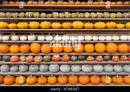 Oktober 2025. Sunnyfields Farm Shop in der Nähe von Totton, Southampton, Hampshire, England, Großbritannien. Die beliebte Kürbis-Zeit-Veranstaltung findet in Kürze statt. Das jährliche Herbstfest umfasst erstaunliche Kürbisse. Stockfoto