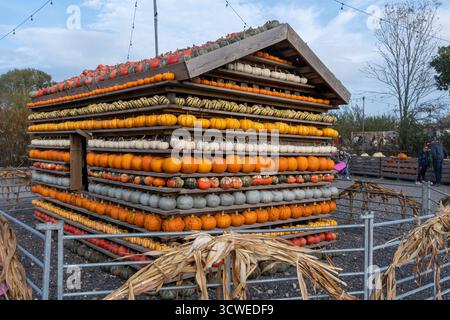 Oktober 2025. Sunnyfields Farm Shop in der Nähe von Totton, Southampton, Hampshire, England, Großbritannien. Die beliebte Kürbis-Zeit-Veranstaltung findet in Kürze statt. Das jährliche Herbstfest umfasst erstaunliche Kürbisse. Stockfoto