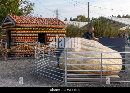 Oktober 2025. Sunnyfields Farm Shop in der Nähe von Totton, Southampton, Hampshire, England, Großbritannien. Die beliebte Kürbis-Zeit-Veranstaltung findet in Kürze statt. Das jährliche Herbstfest umfasst erstaunliche Kürbisse. Stockfoto