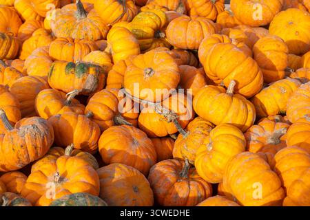 Oktober 2025. Sunnyfields Farm Shop in der Nähe von Totton, Southampton, Hampshire, England, Großbritannien. Die beliebte Kürbis-Zeit-Veranstaltung findet in Kürze statt. Das jährliche Herbstfest umfasst erstaunliche Kürbisse. Stockfoto