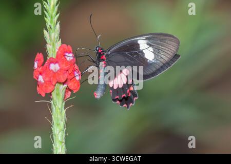 Doris Butterfly (Heliconius doris) auf Blume, Costa Rica, Mittelamerika, Stockfoto