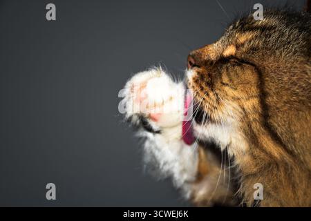 Extreme Nahaufnahme einer braunen Tabbykatze, die ihre rosa Pfote pflegt. Die fokussierte Aktion wird vor einem sauberen, neutralen grauen Hintergrund isoliert. Stockfoto