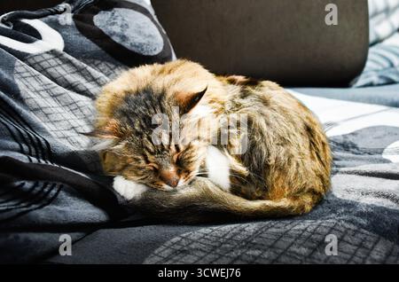 Gemütliche Nahaufnahme einer flauschigen, langhaarigen Tabbykatze, die sich eng zusammengerollt hat und auf einer weichen, gemusterten grauen Decke in einem Zuhause gut schläft. Stockfoto