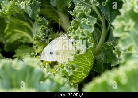 Ein Weißkohl-Schmetterling auf einer Grünkohl-Pflanze. Nahansicht. Stockfoto