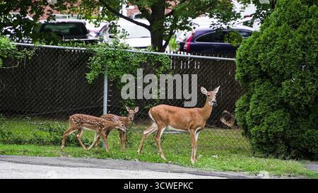 Eine Hirschmutter mit zwei Rehkitzen weidet in der Nähe eines Wohngebietes, umgeben von grasbewachsenen Stellen und hohen Büschen, während Autos im Hintergrund parken. Stockfoto