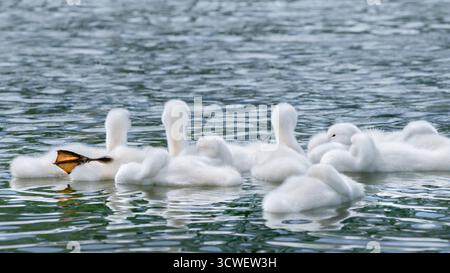 Nahaufnahme einer Gruppe von kleinen flauschigen Zygneten (Cygnus olor), die auf Wasser schwimmen und schlafen, man dehnt sein Bein, Kopierraum, 16:9 Stockfoto